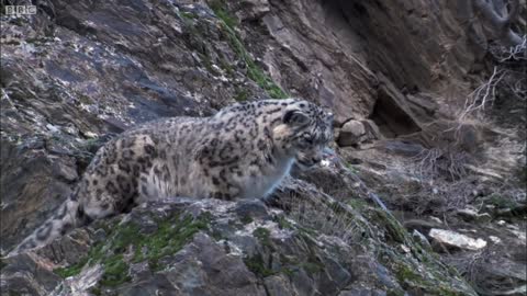 Nail-Biting Leopard Moments | Top 5 | BBC Earth