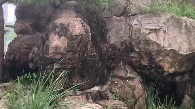 Pine trees growing on the rockery!