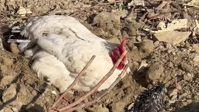 Chicken Dust Bath