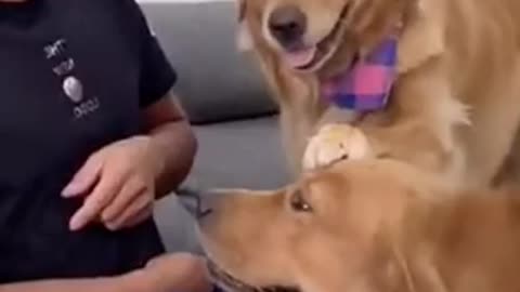 Intelligent dogo always protects humans