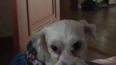 The cute puppy bit the owner and apologizes.
