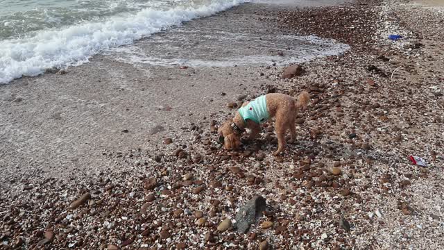 Puppy playing in front of the waves