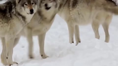 Animals & Snow! Funny Animals in Snow Funny Animal Snow Videos