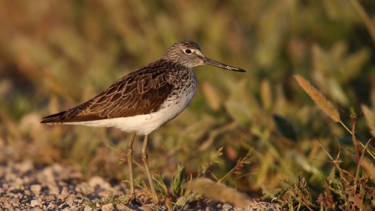 The Greenshank: Close Up HD Footage (Tringa nebularia)