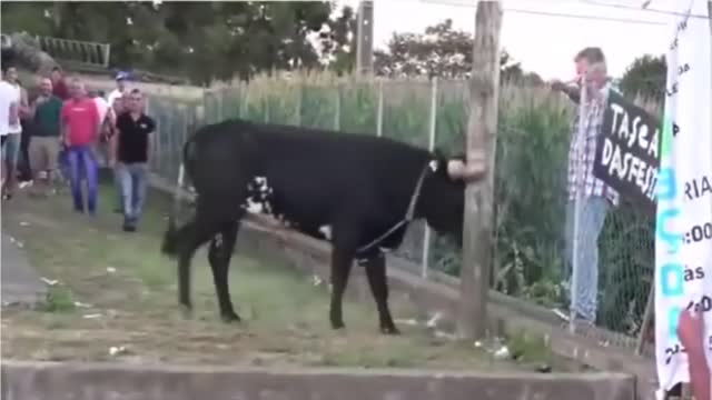 street bullfight, angry bull