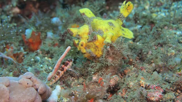 Frogfish Preys