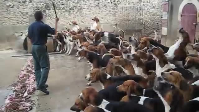 Crazy dog with teacher