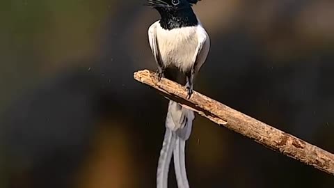 Wildlife & Funs