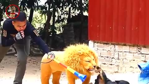 The Dog & fake lion and fake tiger