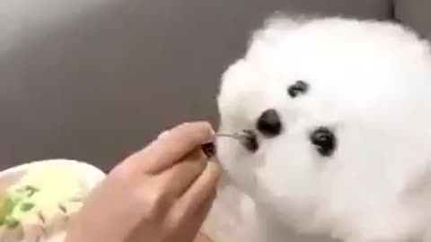 Little puppy loves to eat delicious food