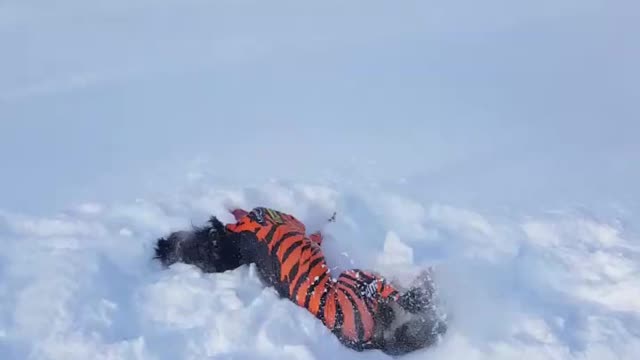 Black dog in orange suit playing in snow