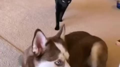 cat best friend dogs ❤ | OMG So Cute Cats | Best Funny Cats videos 2022