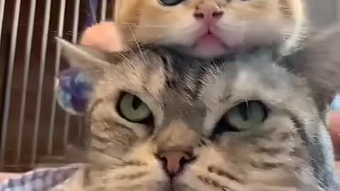 Naughty kid and grumpy mom 2