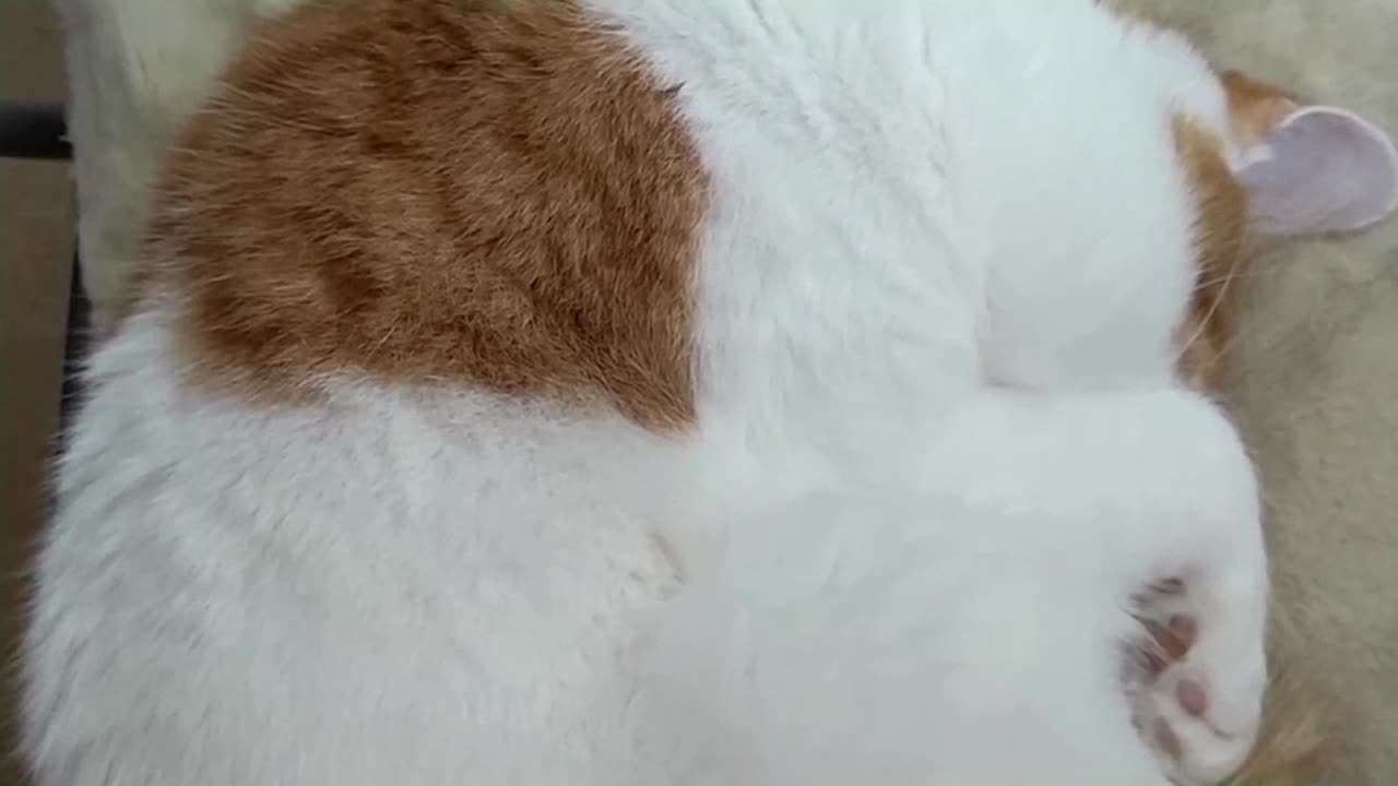 Snoring Cat