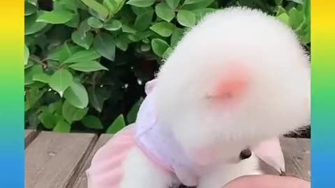 02_Cute_and_Funny_Dogs_
