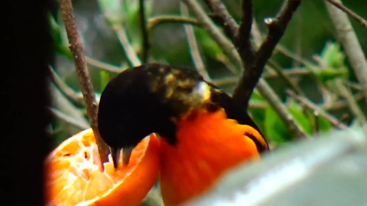 Oriole