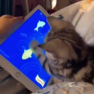 Cat play video games it's very funny