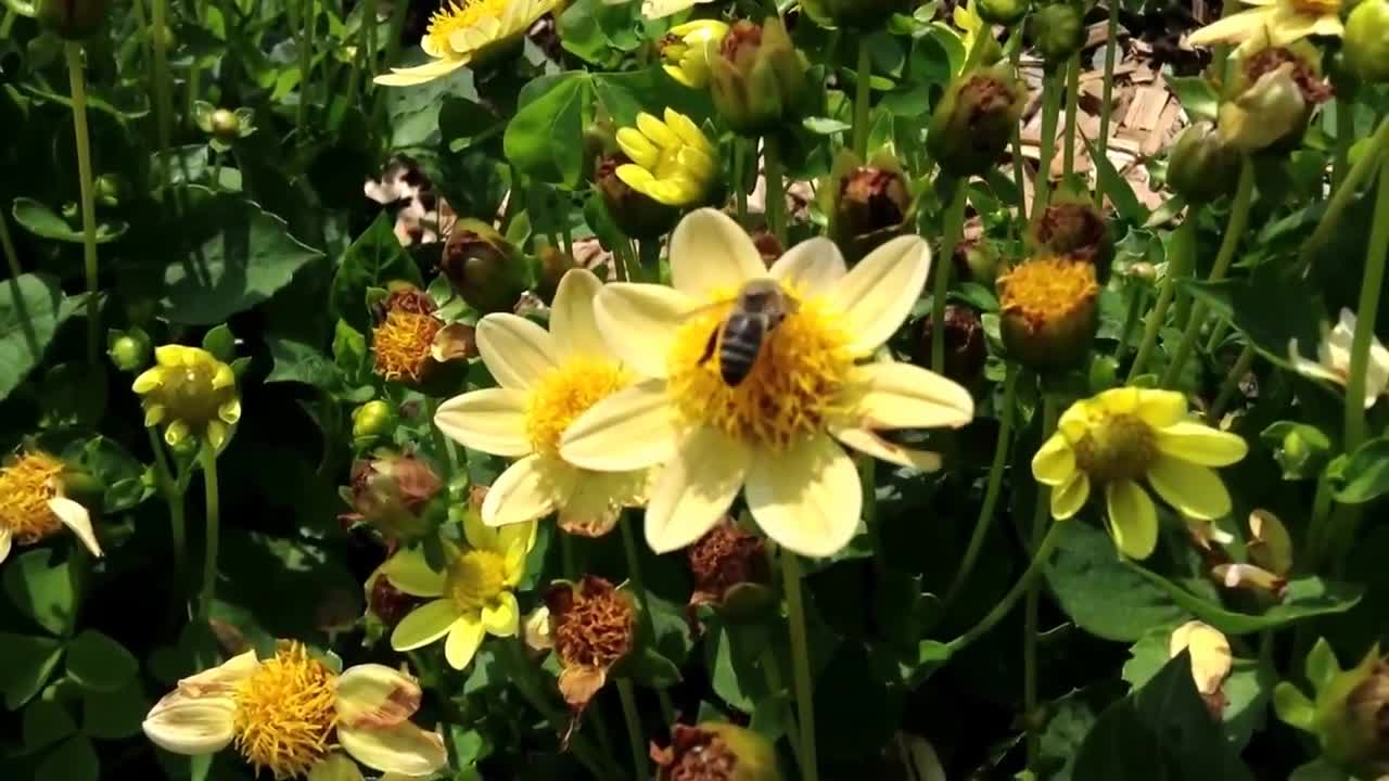 Honey bees in close-up, collecting nectar from flowers