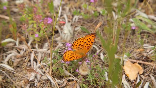 butterfly on wildflowers in the field