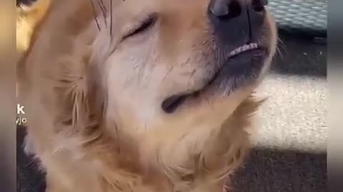 Golden Retriever react to head massager