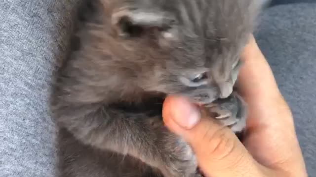 Kitten Love