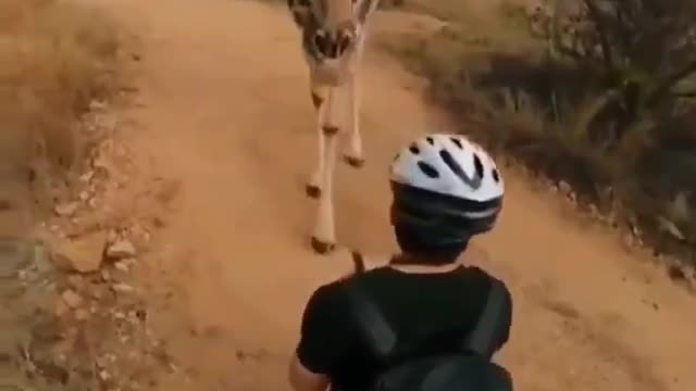 Girafa pára para cheirar o homem na África