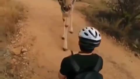 Girafa pára para cheirar o homem na África