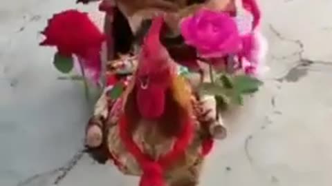 Funny Chicken marching in a military step