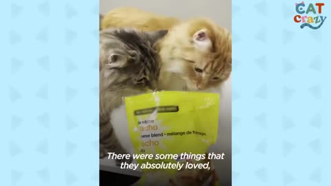 Cat Brothers Race Each Other To Their Food Bowls ｜ The Dodo Cat Crazy_p4