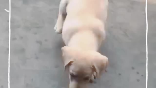 Labrador cute pappy