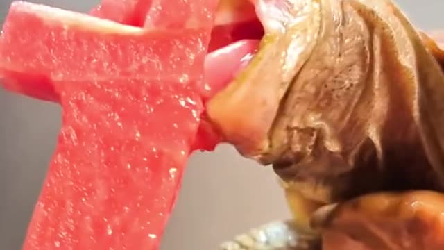 Tortoise Eating watermelon