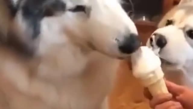 Cute Dogs Eating Ice Cream #Shorts