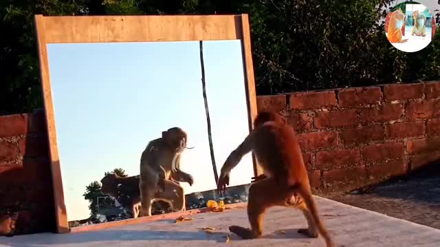 Mirror Vs Monkeys | OMG..Very Very Funny And Angry Reactions By Monkeys | Best In 2022