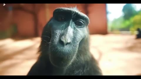 Monkey Rizz (Edit) #monkey #funny #funnyanimals