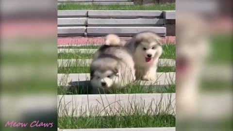 baby alaskan malamute