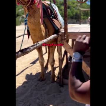 ΜΥΡΙΣΕ ΑΠΤΟ ΚΑΛΟ Η ΚΑΜΗΛΑ.