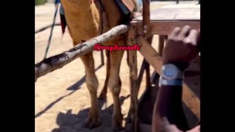 ΜΥΡΙΣΕ ΑΠΤΟ ΚΑΛΟ Η ΚΑΜΗΛΑ.