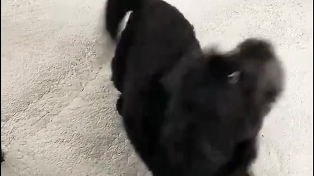 Funny pets video 😂😂