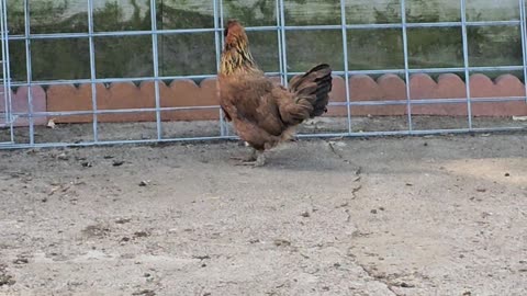 OMC! Never before seen - Ultra rare - Brownie - Egg laying song - Cackling hen! #brownie #shorts