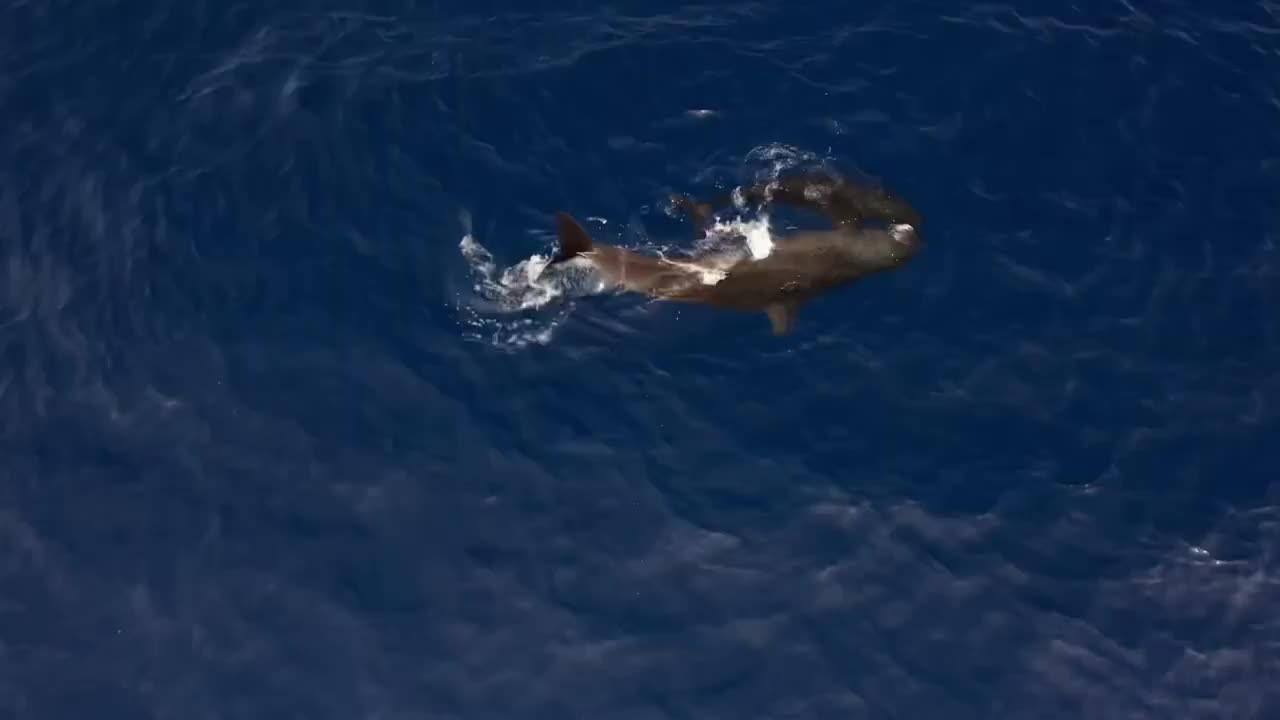 Ocean Predators Unleashed: False Killer Whales Devour Mahi Mahi🐋💥