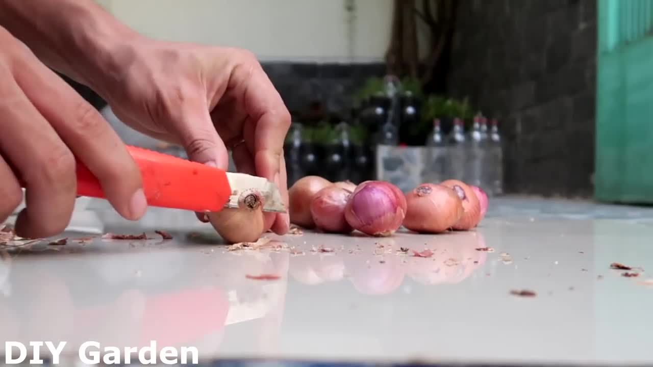 How to grow Onions & Garlic in Styrofoam Box for beginners