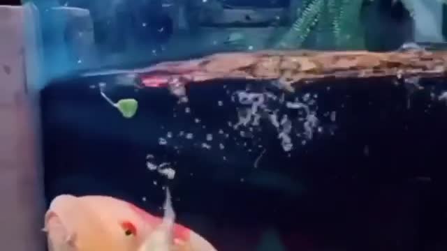 duck swimming inside the aquarium together with fish