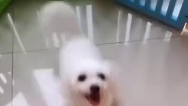 funny dog dancing - cute dog dancing on 2 legs #shorts