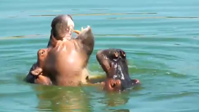 Hippo animal in lake waters playing