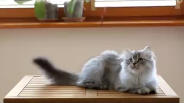 cute cats and very nice video