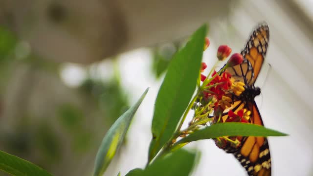 Monarch Butterfly On Small Flowers