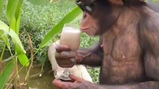 viral Funny Monkey 🤣 in 2022 | Funny animal videos, Funny animals, Monkeys funny