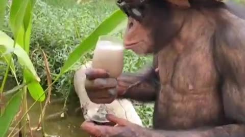 viral Funny Monkey 🤣 in 2022 | Funny animal videos, Funny animals, Monkeys funny