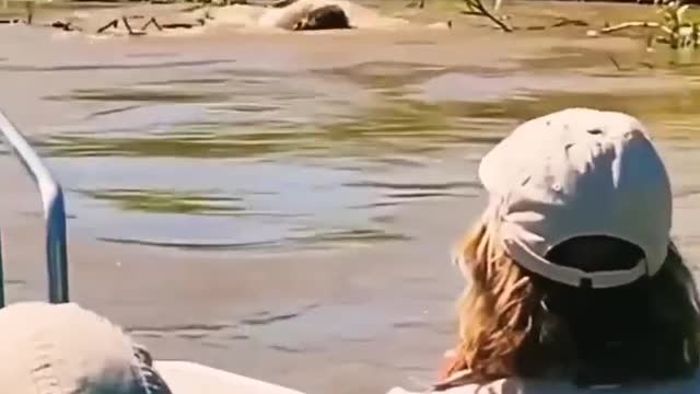 Jaguar Hunting😧Crocodile best Hunting video💯👍