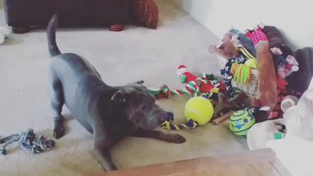 Happy Puppy Welcomes Big Brother Back From The Vet